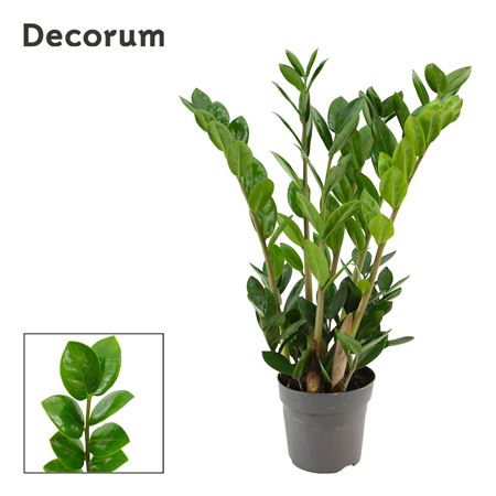 Zamioculcas Lima 4+