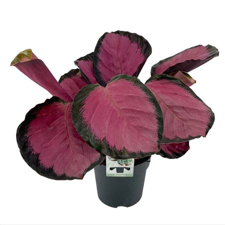 Calathea Rosepicta Misty Red (rosy)