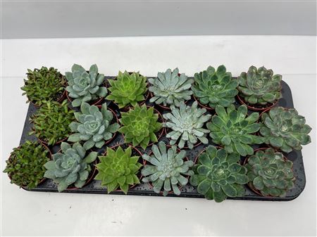 Succulent Mix Low