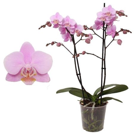 Phal Multi 2st Pink (pannekoek)