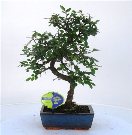 Bonsai Without Driptray