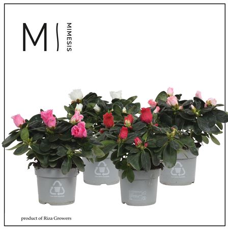 Azalea Mix (mimesis)