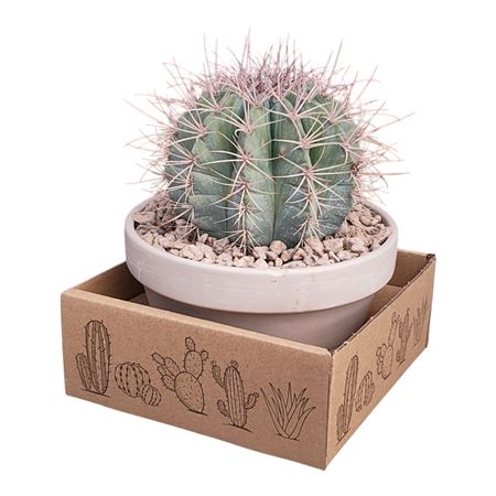 Melocactus Azureus