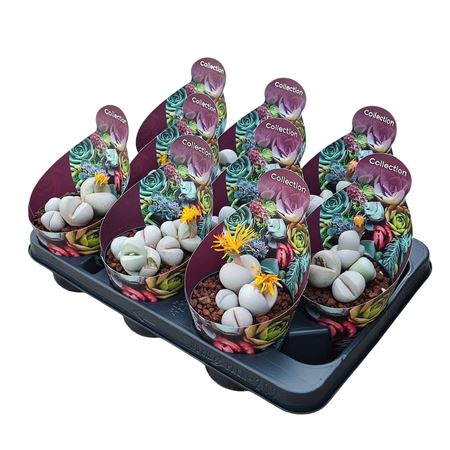 Argyroderma Delaetii Potcover