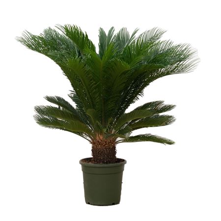 Cycas Revoluta On Stem