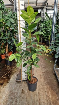 Ficus Shivereana Moonshine Stam