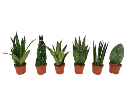 Sansevieria Groen Mix 3-6 Sorts