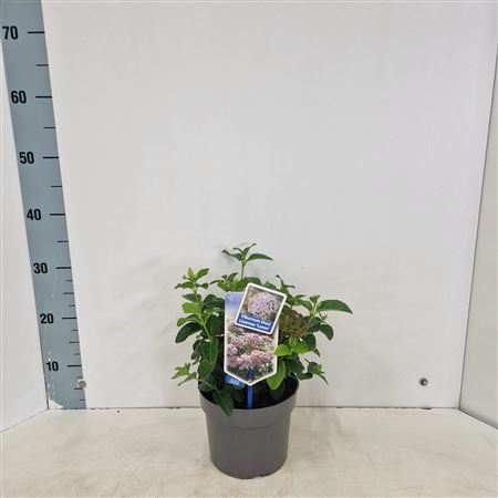 Viburnum Tinus Lisarose