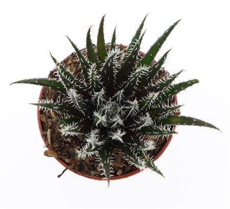 Haworthia Snow White