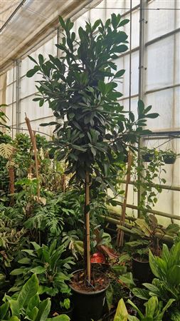 Ficus Cyathistipula Twisted Stem Stam Xxl 310