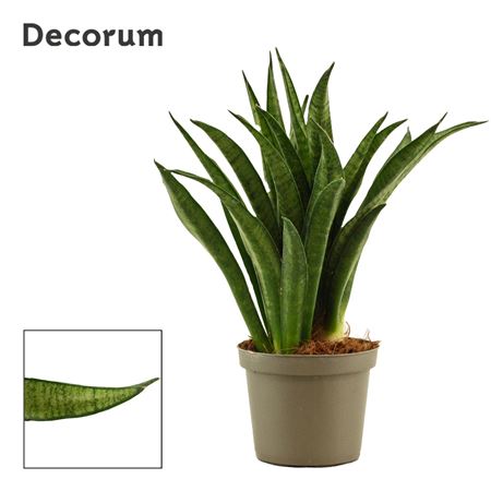 Sansevieria Lilliput