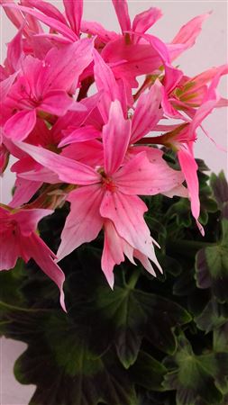 Geranium Fireworks Pink