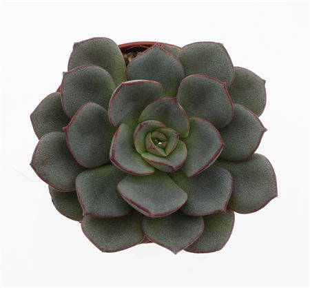 Echeveria Moranii