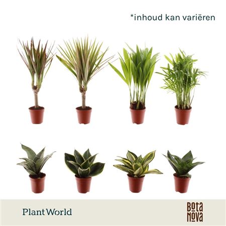 Tiny Happy Family Luxe Mix 6-7srt (decorum)