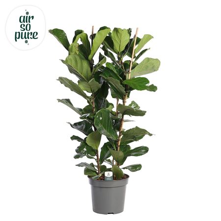 Ficus Lyrata 3pp (air So Pure)