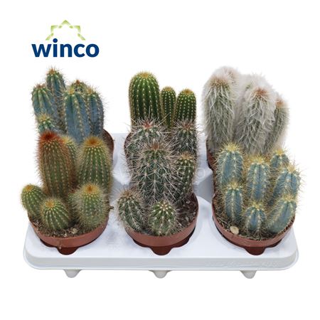 Festival® - Cactus Mix (prime)