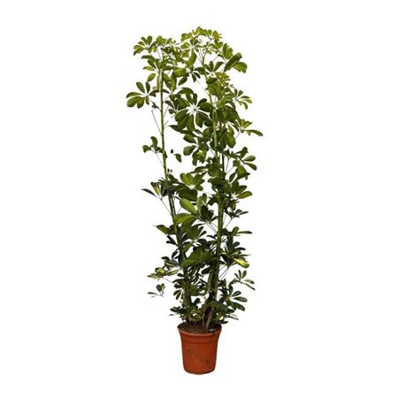 Schefflera Arboricola Gold Capella