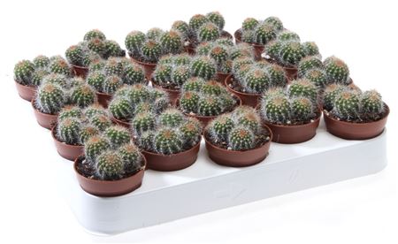 Cactus Eriocactus Warassi
