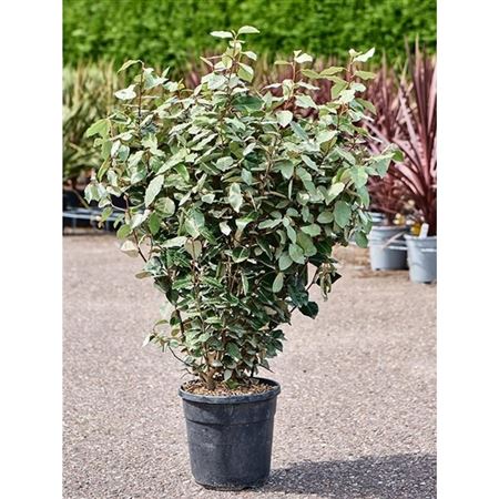 Elaeagnus Ebbingei Compacta