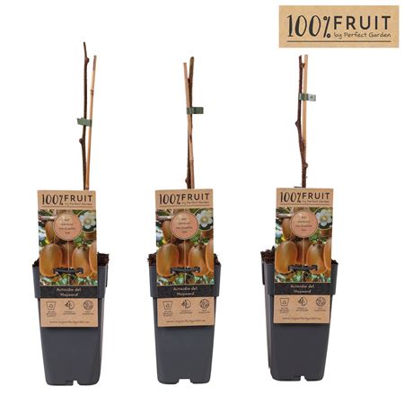 Актинидия деликатесная Хейворд самка