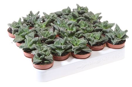 Faucaria Tigrina