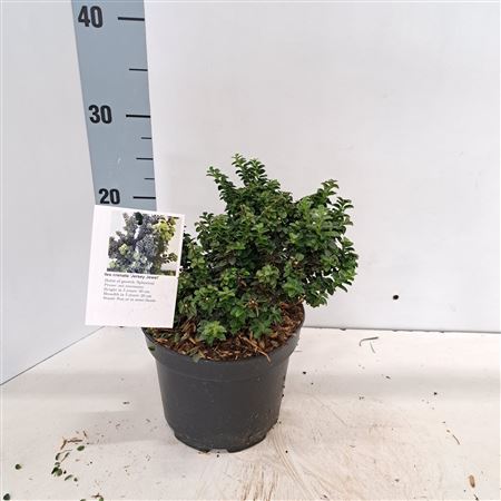 Ilex Cren Jersey Jewel