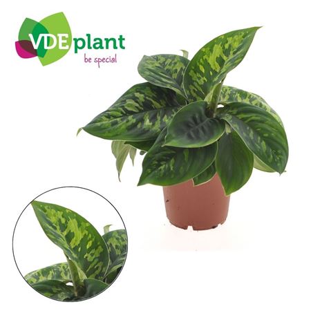 Homalomena Camouflage