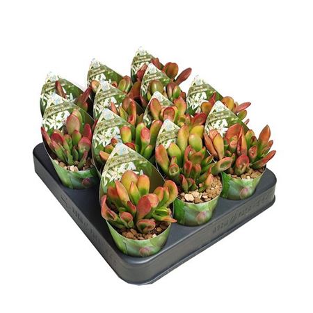 Crassula Portulacea Ibrida Variegata Potcover