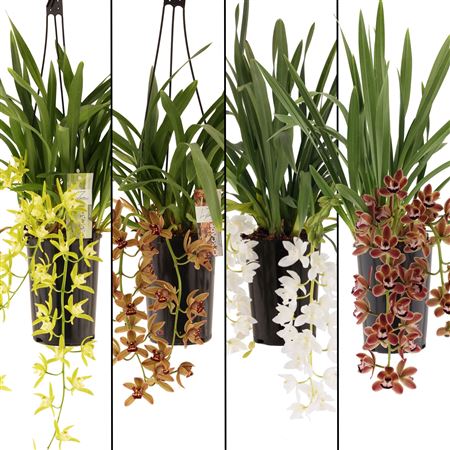 Cymb Cascade Mix 3-4st