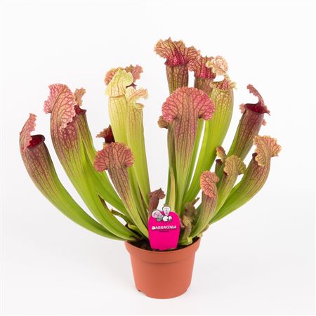 Sarracenia Fiona