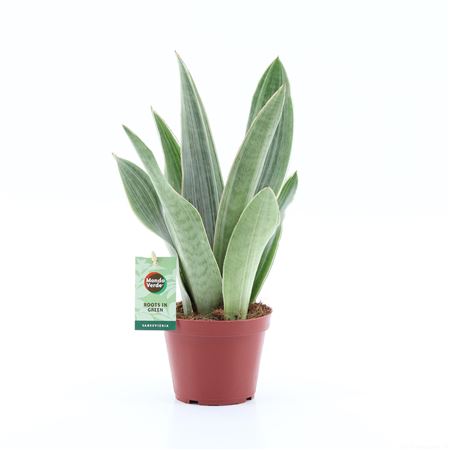 Sansevieria Metalica