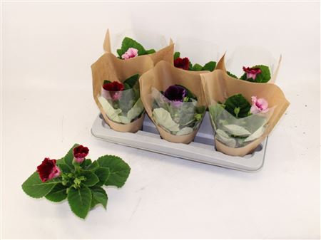 Sinningia Mix In New Tube