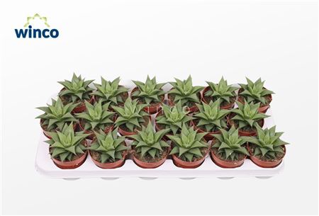 Haworthia Baylissii