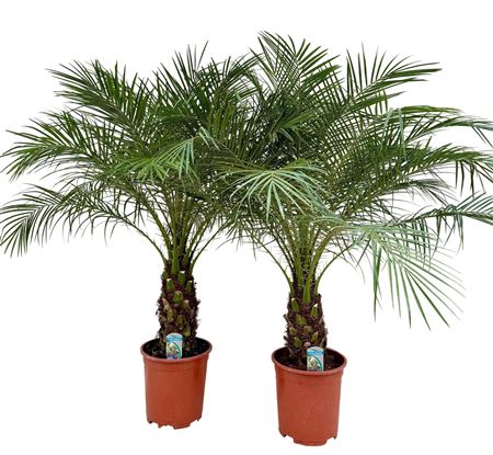 Phoenix Roebelenii