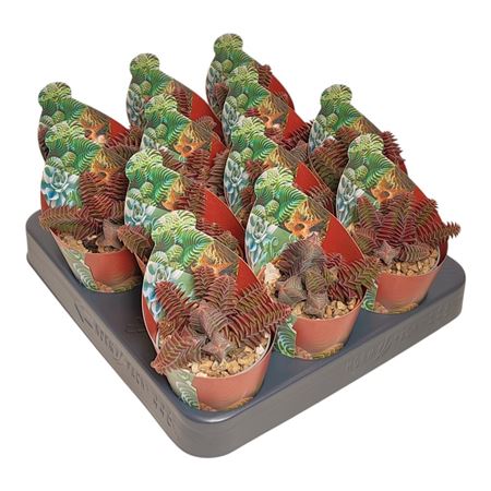 Crassula Capitella Thyrsiflora Potcover