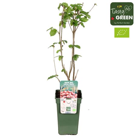 Corylus Rode Zellernoot Bio