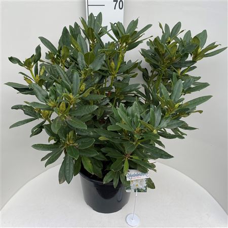 Rhodo Madame Masson