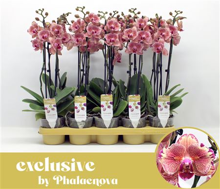 Phal 2st Peach Blossom 14+ (phalaenova)