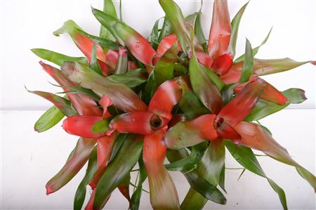 Neoregelia Caroline
