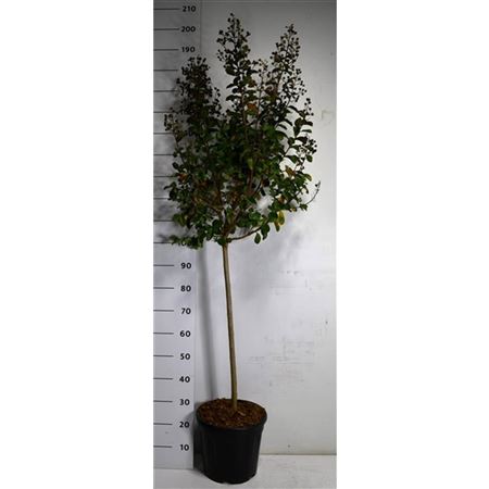 Lagerstroemia I. Pink Velour On Stem