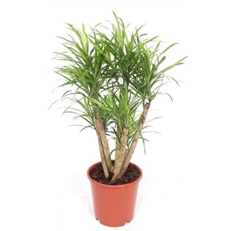 Драк Анита Бранчед