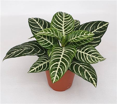 Aphelandra Squarrosa Dania