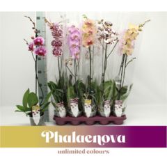 Фаленопсис Тайваньский Микс 1 ст | Оптовая цветочная компания «Флора Групп» Фаленопсис Тайваньский Микс 1 ст