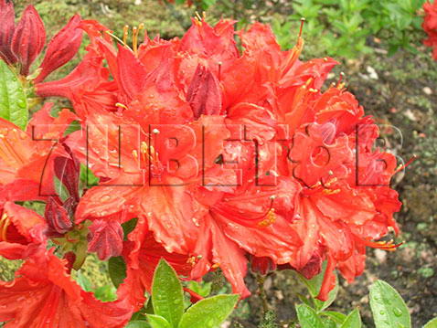 Азалия нэп-хилл Файерболл