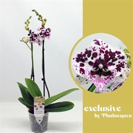 Phal 2st Speechless Elegance 14+ (phalaenova)