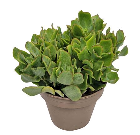 Crassula Arborescens Blue Hale