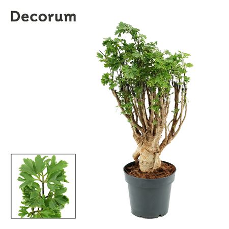 Polyscias Parsley Bonsai (decorum)