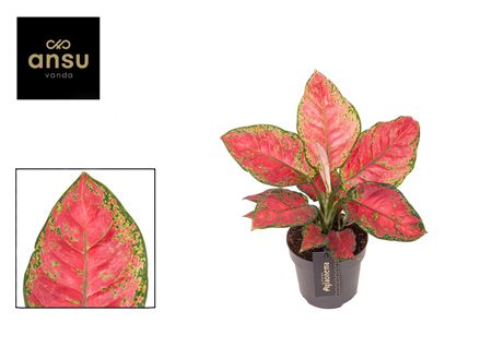 Aglaonema Cayenne Red