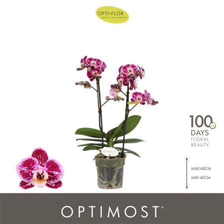 Phal 2st Optimost Bubbles