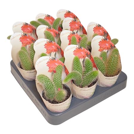 Hildewintera Colademononis Potcover